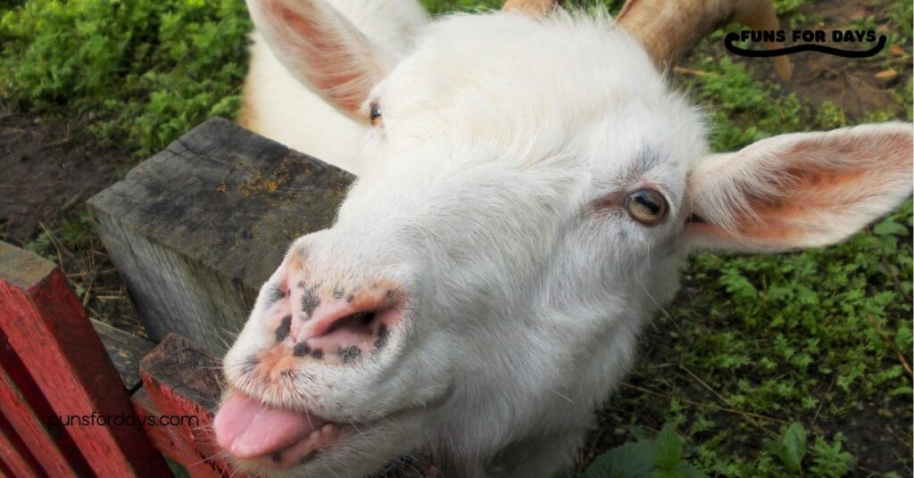 30 Hilarious Goat Puns That Will Make You Laugh Out Loud 1 Goats Puns That Will Make You Laugh
