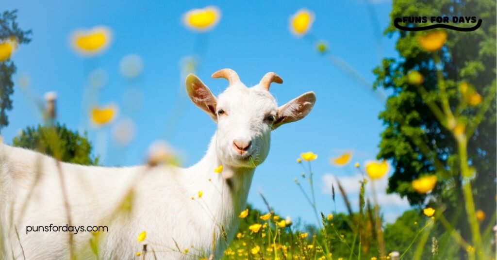 30 Hilarious Goat Puns That Will Make You Laugh Out Loud 4 Goats Puns to Share with Friends